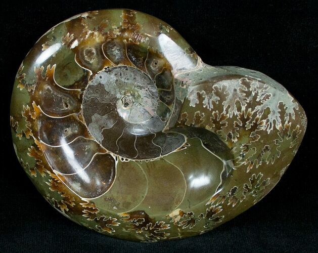 Wide Polished Ammonite Dish #7020